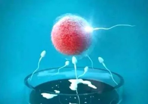 上海试管供卵：﻿备孕期间吃什么有利于怀孕？助怀孕的食物排行榜